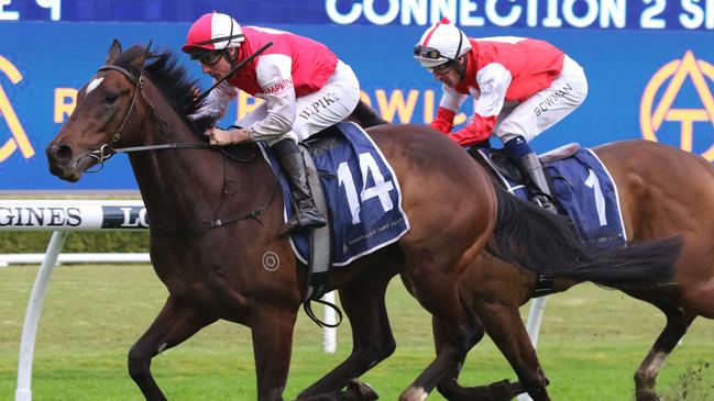 Hell I Am looks tough to beat in the Darby Munro Stakes at Rosehill on Saturday. Picture: Grant Guy