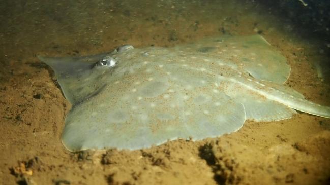 Maugean Skate in Macquarie Harbour TAS (Credit Jane Ruckert). Picture: Jane Ruckert