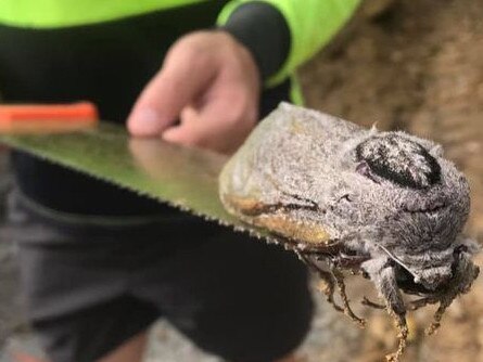 A giant moth the size of a rat was found by a tradie during the build of the Mt Cotton State School in Redland, Queensland. Picture:  Mt Cotton State School Facebook.