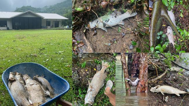 Copperlode Fishing and Kayak owner Kim Andersen has spent his Christmas break clearing homes along the Redlynch Valley of dead barramundi from his operation at Lake Morris. Picture: Copperlode Fishing and Kayak and Joe Press.