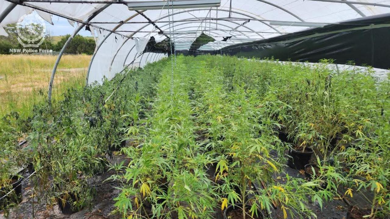 Delivery drivers persons of interest in whopping weed crop find