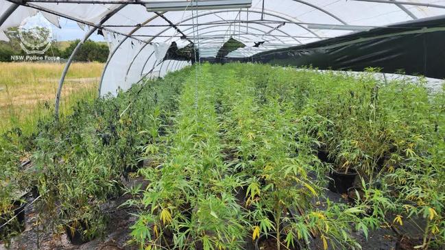 Cannabis crop found at Woolgoolga on Jan 24 2025.