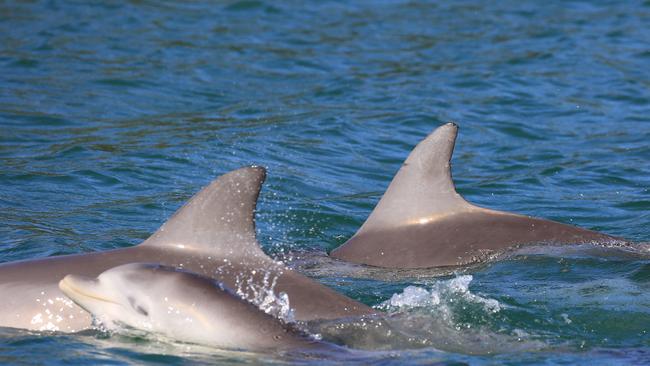 Charity Dolphin Research Australia is asking the public for help surveying dolphin populations in the Tweed's waterways.