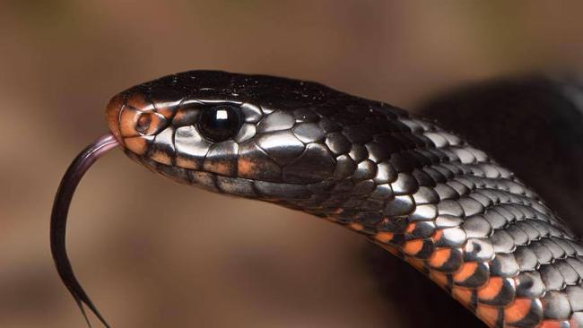 A red-bellied black snake. Photo: Todd Michaelsen/@todds_wildlife