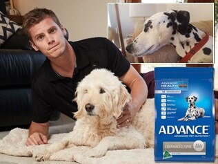 Story art for dog death linked yarn
