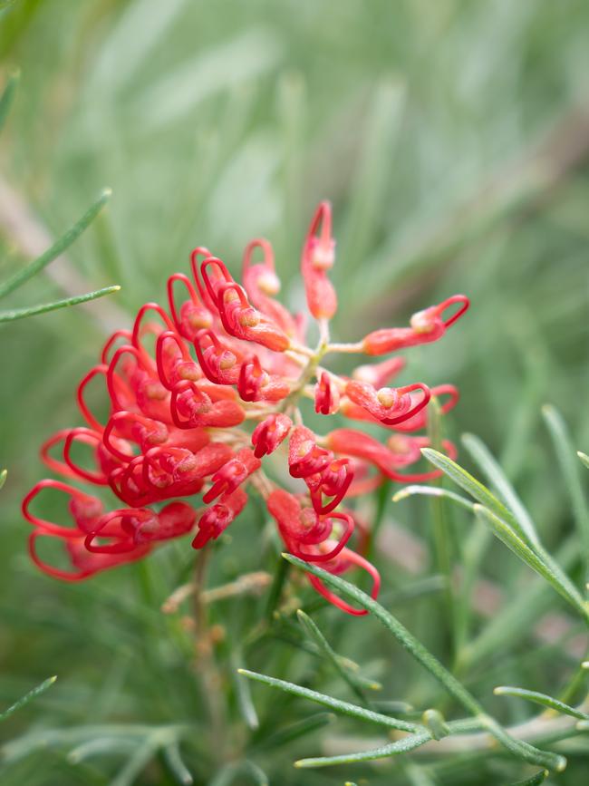 Grevillea 'Flaming Red'.