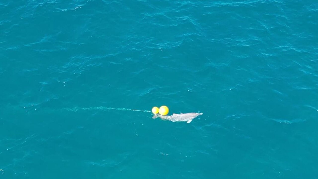 Dramatic footage shows a dolphin struggling to break free from a drum line at Kawana Beach. Picture: Erin Kirkwood