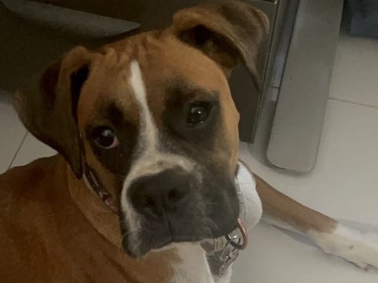 Luna, the 15-month-old boxer, was allegedly attacked in a break-in at Gunn on Saturday. Picture: Supplied