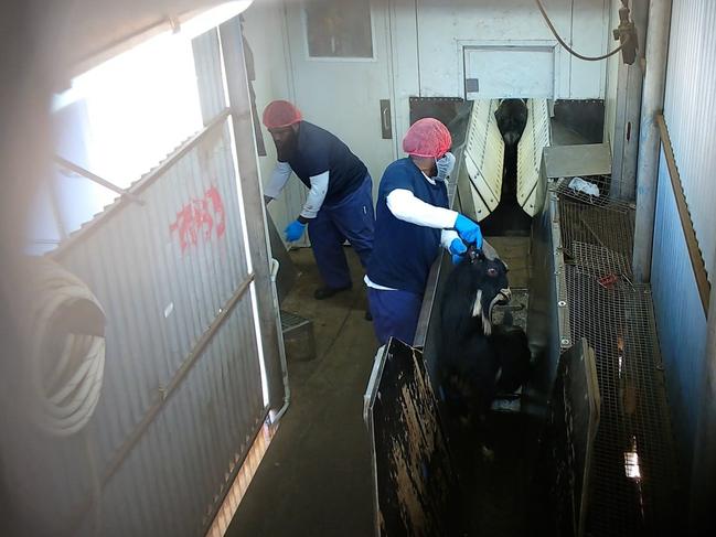 Footage from MD Foods in Echuca allegedly reveals breaches of animal cruelty by workers. Picture: Farm Transparency Project