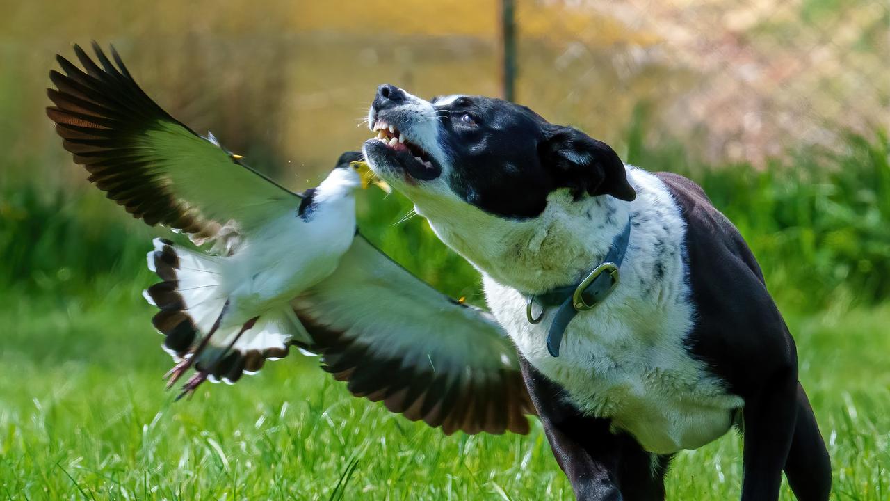 A Spur Winged Plover swooping a dog who has strayed too close to the nest. Picture: Jay Town