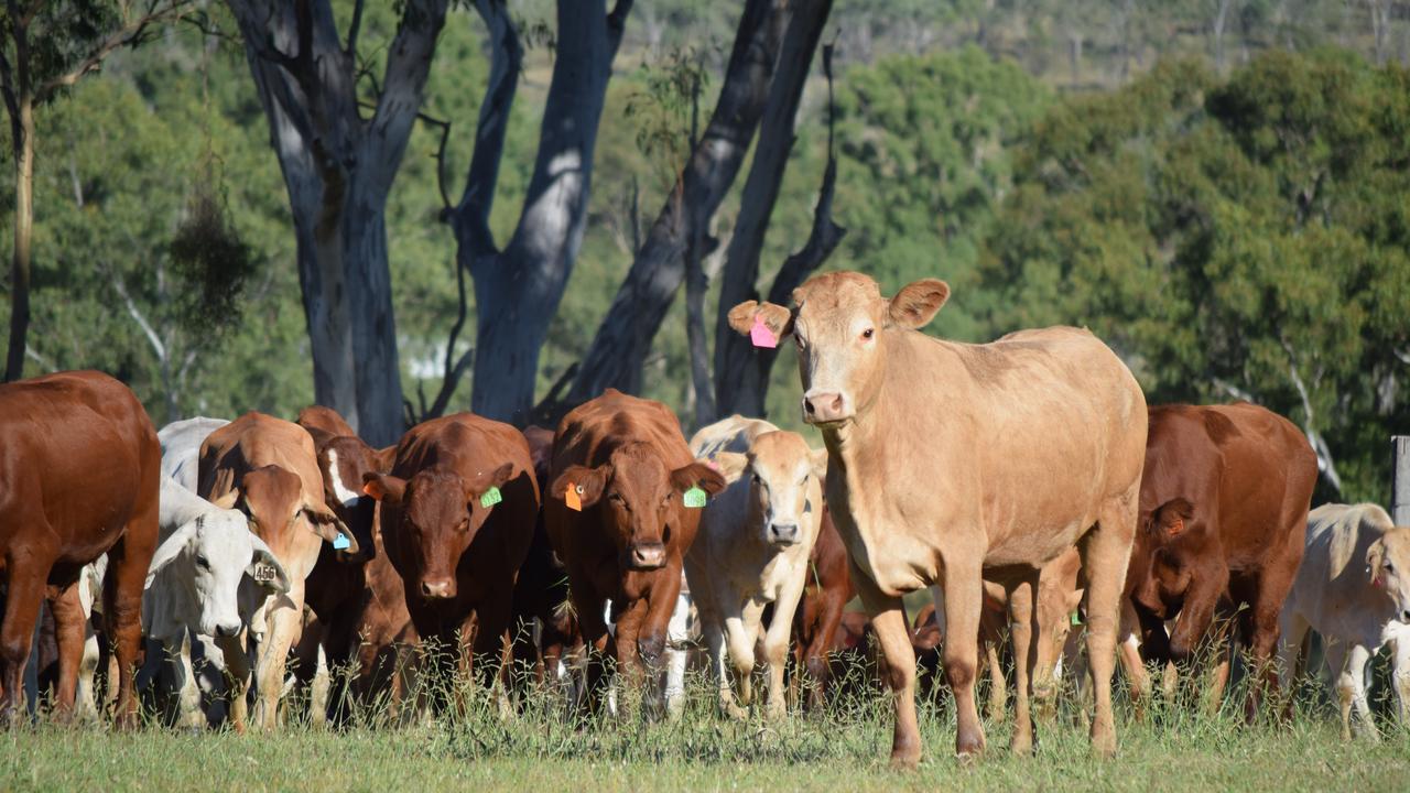 Dr Chris Braithwaite from South Burnett Veterinary Services says it’s common for producers to mistake tick fever symptoms with three-day sickness, but says there are some major differences to keep an eye out for.