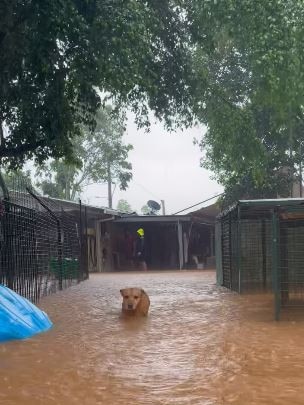 An animal shelter in Smithfield is underwater. Picture: Facebook