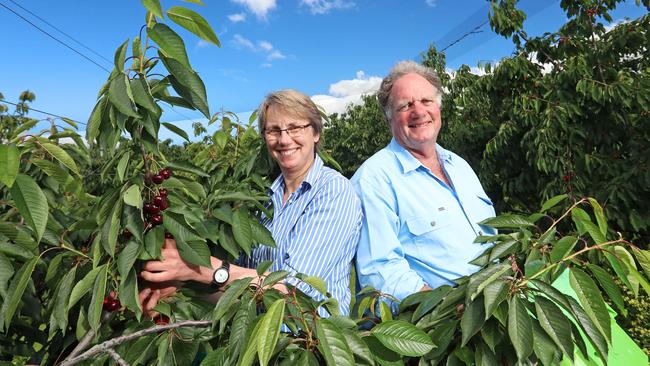 LUSCIOUS: Richmond growers Sally Dakis and Chris Wisbey sold out of their first cherries of the season at yesterday’s farm gate market. Picture: LUKE BOWDEN.