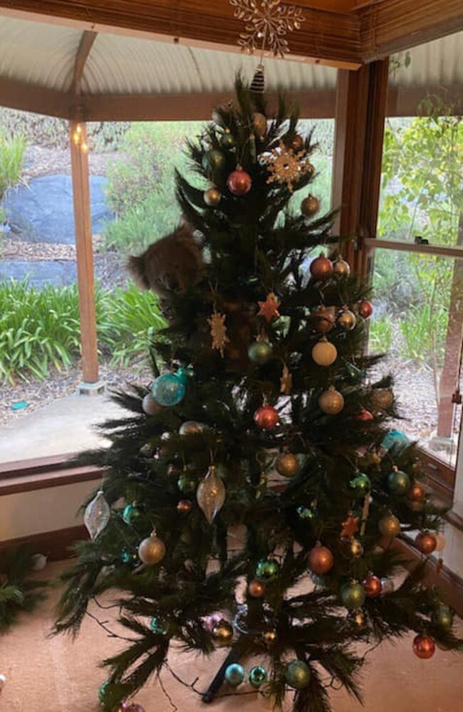 Tis the season. The koala nestled itself into the Christmas tree. Picture: 1300Koalaz