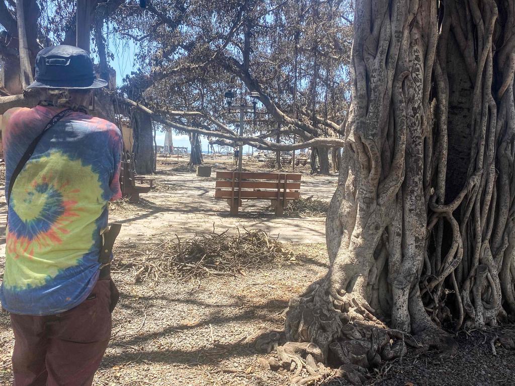 A man stands among the charred historic Banyan tree in Lahaina. Picture: AFP