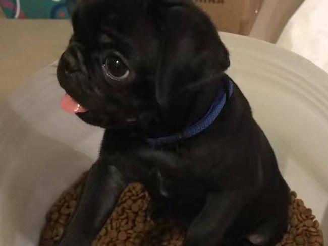 Egg, The stolen Pug dog.
