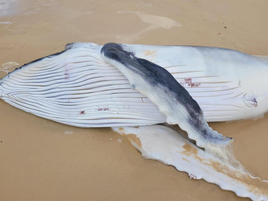 New photos show dingoes dining on dead humpback whale calves that washed up on K'gari.