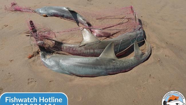 A trio of dwarf sawfish were discovered deceased on Dundee Beach in May 2024, prompting an NT Fisheries investigation. Picture: Facebook / NT Fisheries