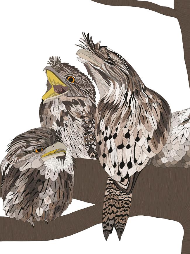 Another image of Tawny Frogmouths from the new Book of Curious Birds by Tasmanian author/illustrator Jennifer Cossins.