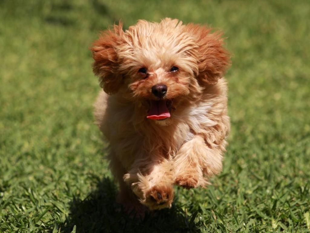 Best best sale cavoodle names