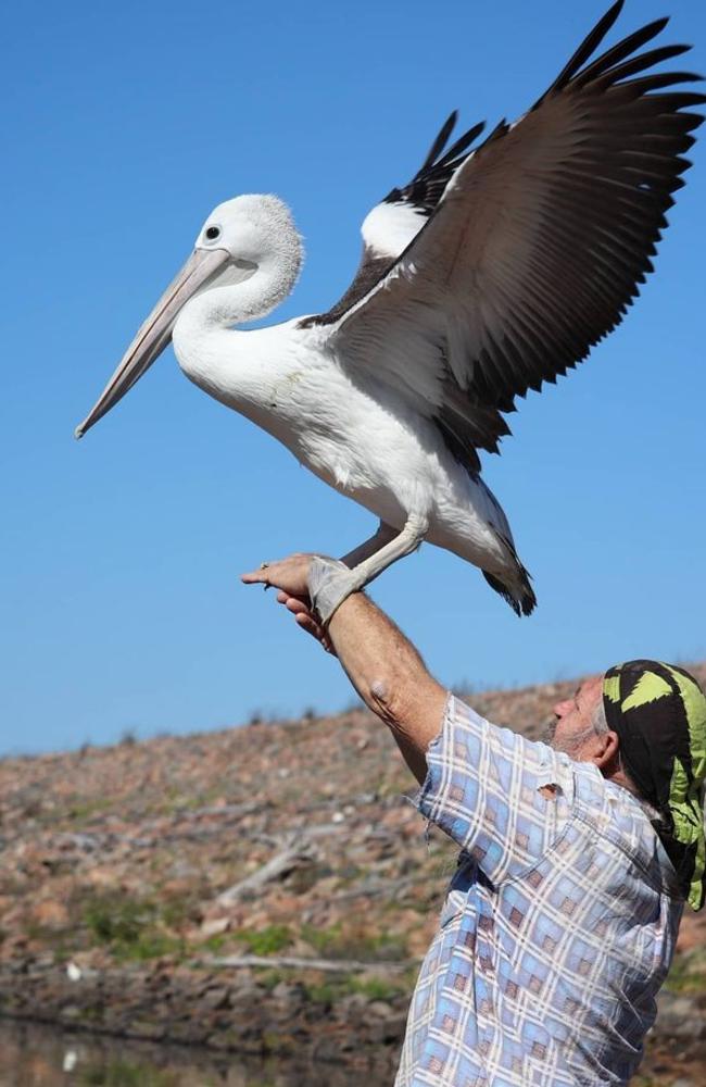 Chris Bell shows young Peggy the pelican the way to freedom. Picture: NQ Wildlife Care