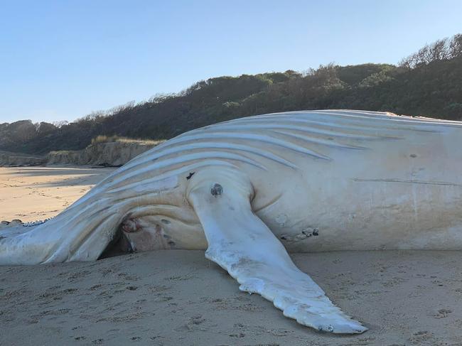 CONFIRMED: Dead white whale is NOT Migaloo