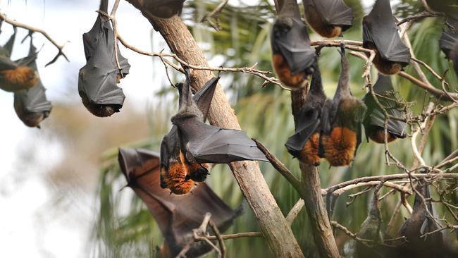 Loud industrial sounds set for Cannes Reserve in bid to disperse flying ...