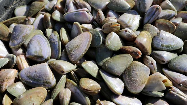 A ban on recreational fishing of cockles/pipis at Goolwa Beach is in place until further notice.