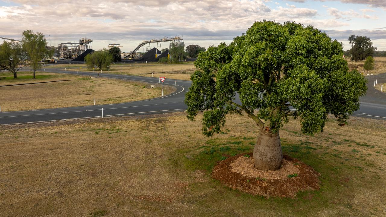 A 120-year-old bottle tree has found new roots at the entrance of New Acland Mine.