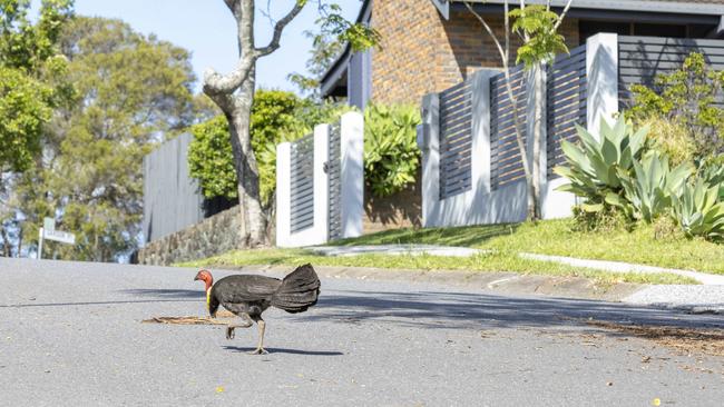 Residents can’t lay a finger on the roaming birds. Picture: Richard Walker