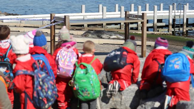 School children flocked to get a glimpse of the seal. Picture: Alex Coppel