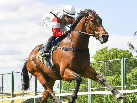 Fiddlers Green wins BENCHMARK 68 HANDICAP at Hawkesbury on November 21, 2024.Picture: Bradley Photos