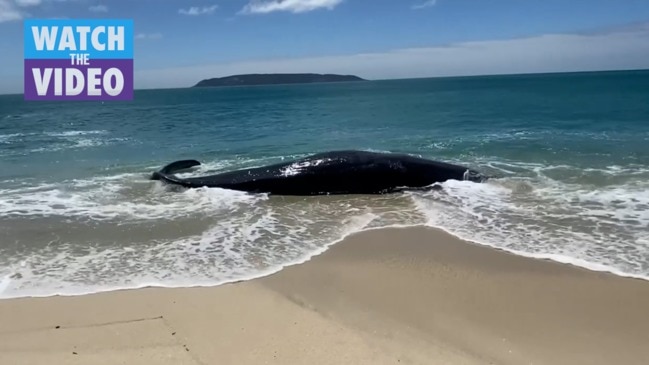 Sperm whale beached off Flinders Island