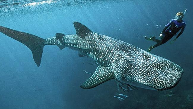 Ningaloo whaleshark festival from May 21 - 24.