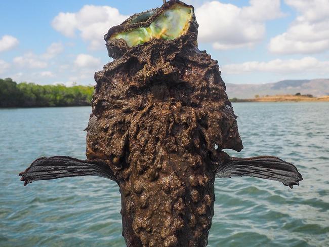 A stonefish