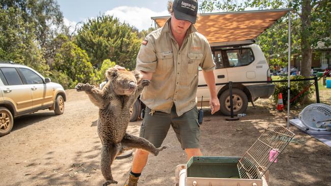 Keeper Billy Dunlop carries a koala away for treatment. Picture: Brad Fleet