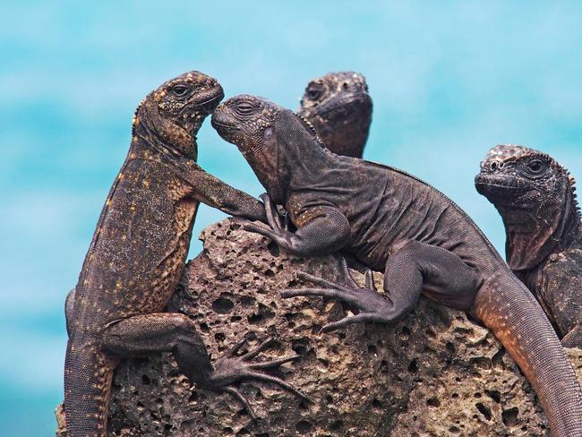 The wonderful Marine Iguanas on Galápagos Islands, Ecuador.