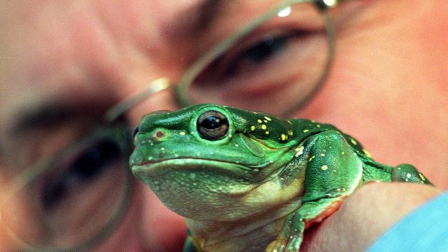 SA biologist Professor Mike Tyler holding the splendid tree frog he discovered.