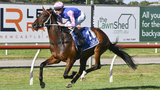 Tavi Time wins at Newcastle in November last year. Picture: Bradley Photos