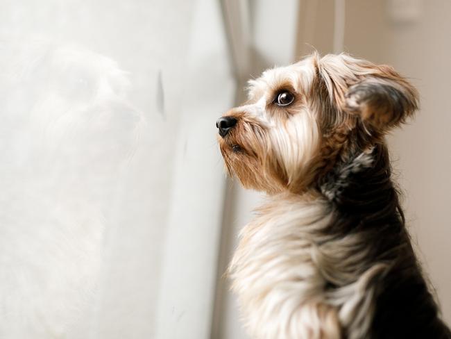 Mixing up your morning routine can prevent dogs from building up anxiety before you leave the house. Picture: Getty