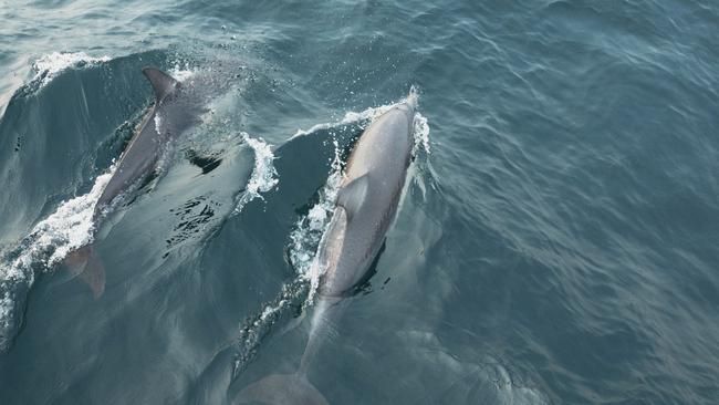 Dolphins swimming in Shoal Bay, Port Stephens. Picture: Destination NSW