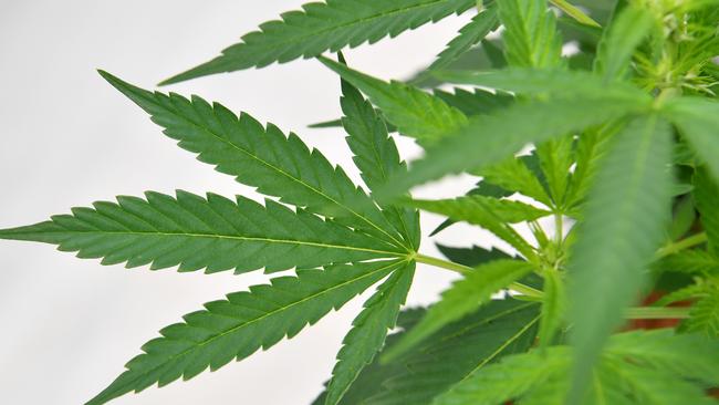 The budding world of cannabidiol production looks like it could be a slow burn. Picture: AAP