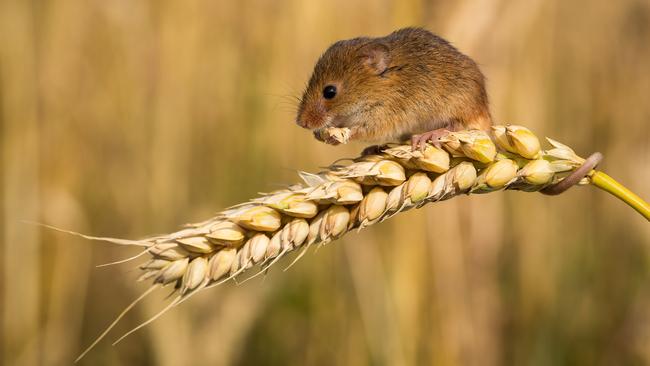 Hanging back from the pack pays dividends when you’re a shy mouse looking to survive eradication, academics say. Picture: Trent Perrett