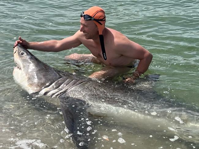 Andrew Hughes with the Great White shark he found near the mouth of the Buxton River, on Tasmania's East Coast near Swansea.