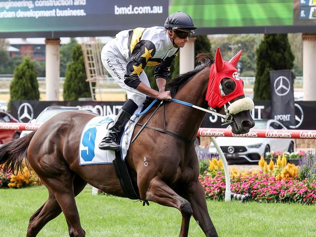 Roll On High on the way to the barriers prior to the running of BMD Group Sunline Stakes at Moonee Valley Racecourse on March 23, 2024 in Moonee Ponds, Australia. (Photo by George Sal/Racing Photos via Getty Images)