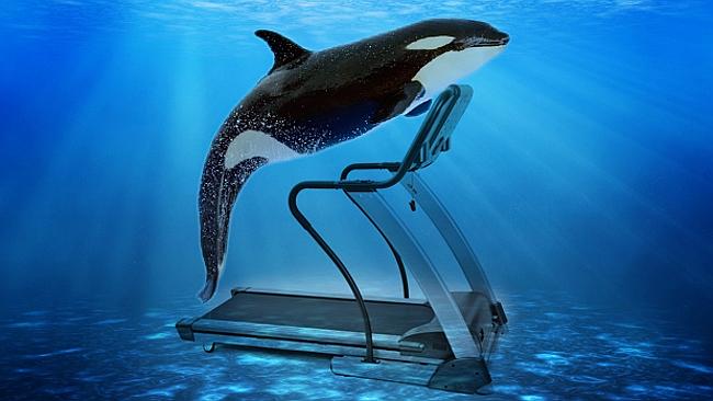 SeaWorld's potential Killer Whale Treadmills wouldn't look at all like this, but it's kind of fun to imagine they would. Mind the cord.