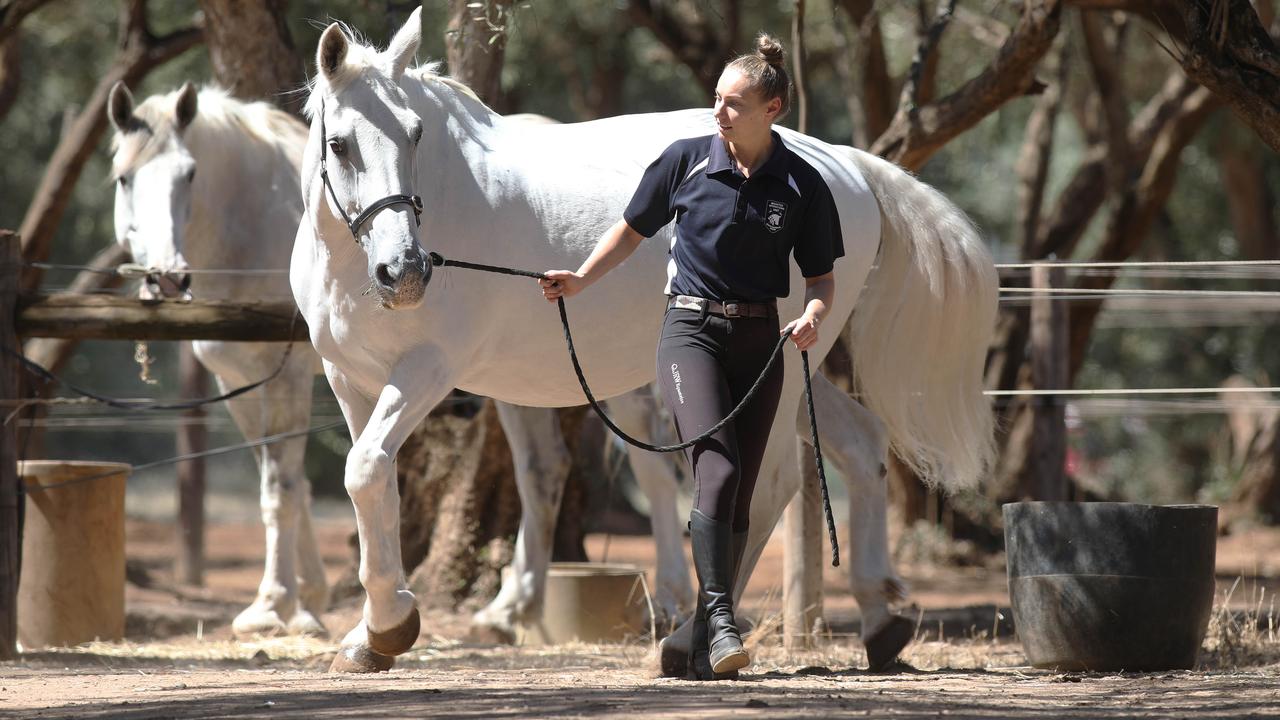 Tiffany Kalderovskis with one police greys at the current site behind the Thebarton Police Barracks. Picture: Dean Martin