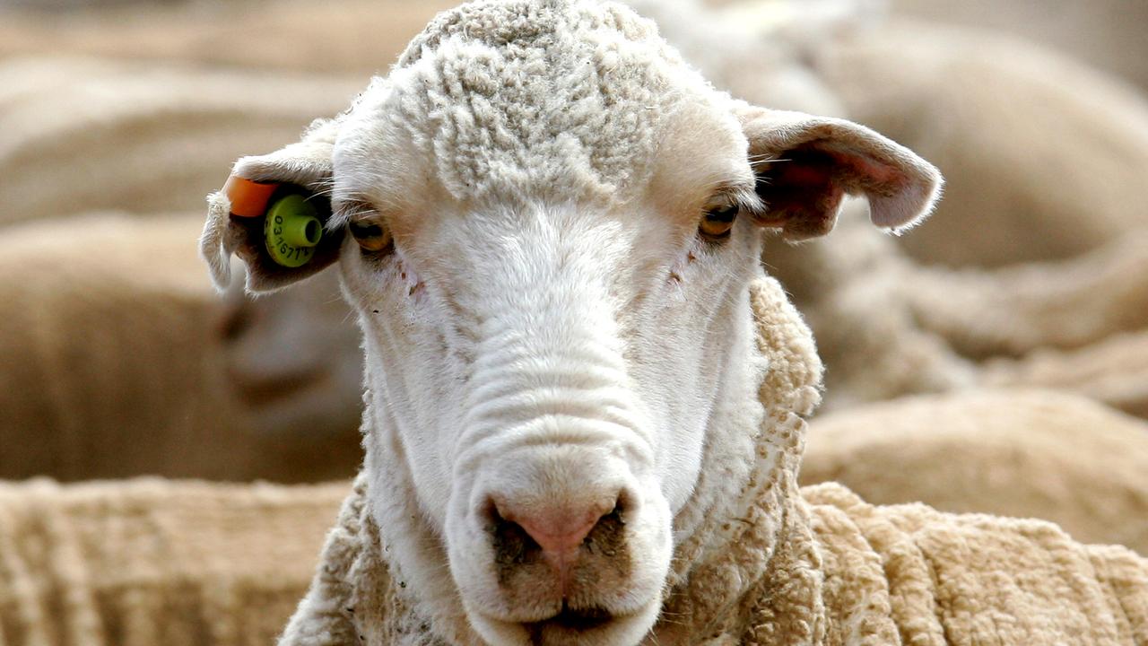 Ban on agents buying sheep tags
