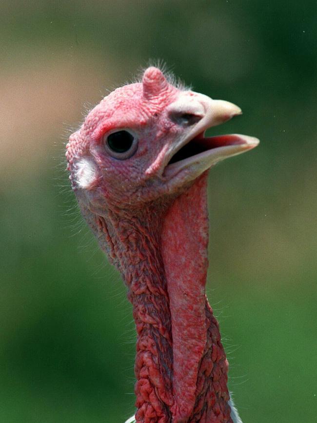 Charlize Reynierse, of Cranebrook, raided a turkey farm. Picture: Stock.