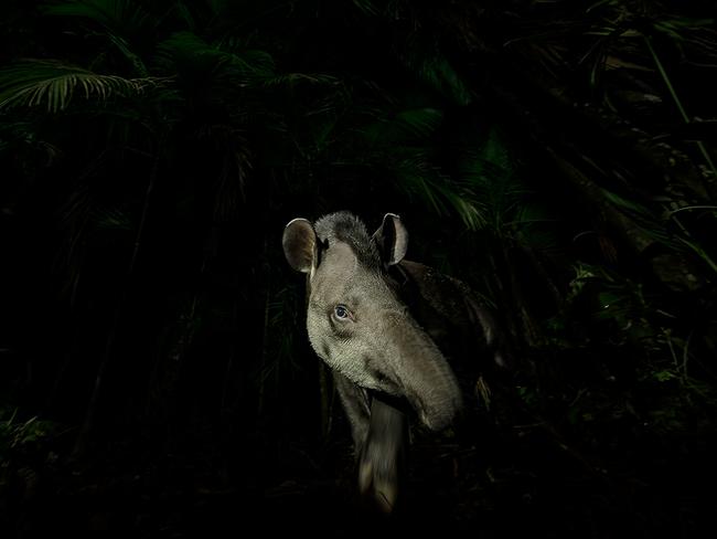 A lowland tapir steps cautiously out of the swampy Brazilian rainforest. Lowland tapirs rely on the forest for their diet of fruit and other vegetation and in turn the tapirs act as seed dispersers. Picture: Vishnu Gopa/Wildlife Photographer of the Year